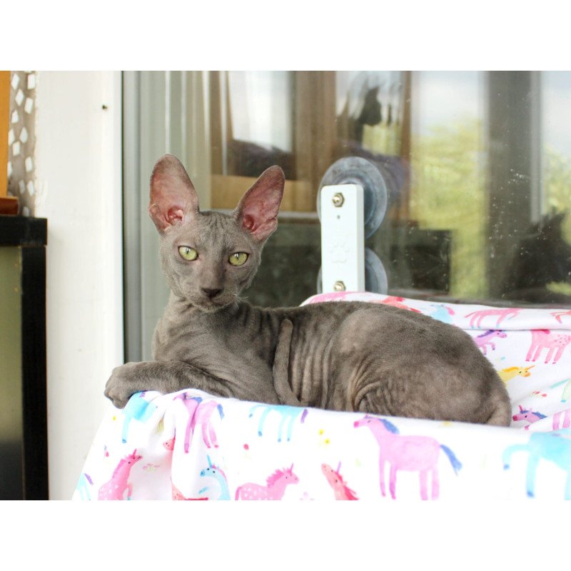 Cornish Rex EZ Dimetry