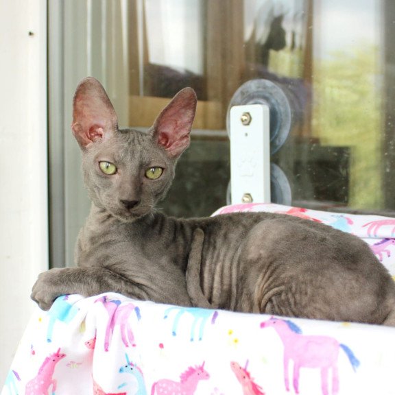 Cornish Rex EZ Dimetry