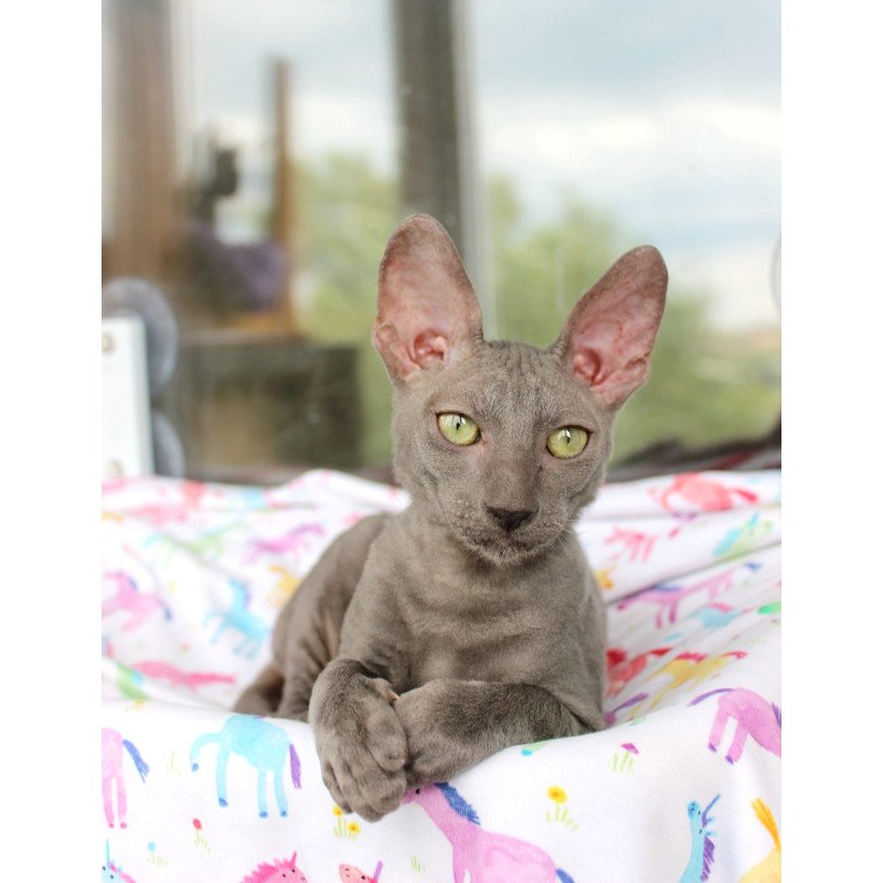 Cornish Rex EZ Dimetry