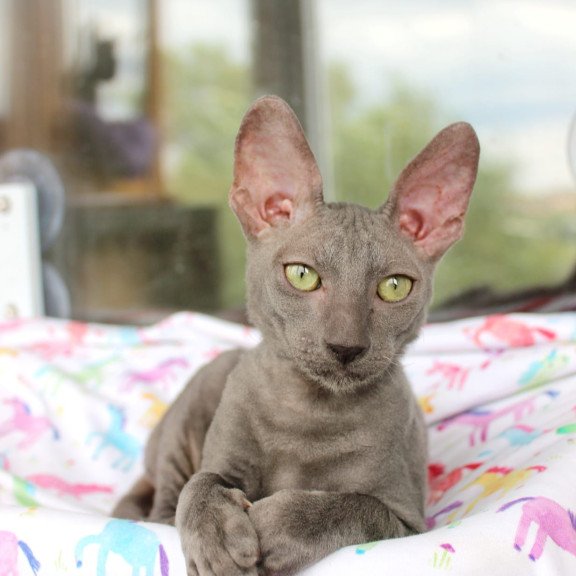 Cornish Rex EZ Dimetry