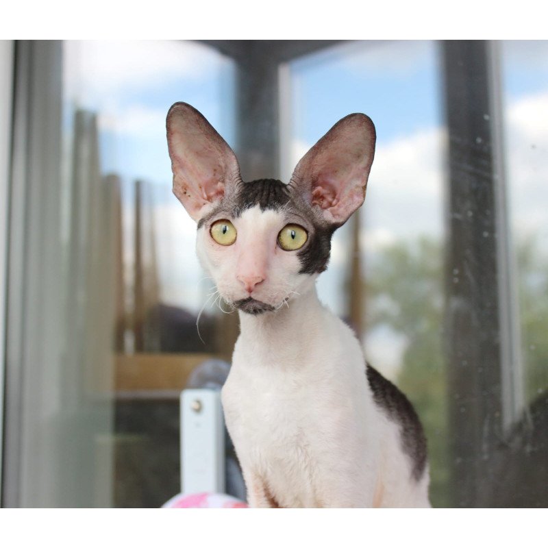 Cornish Rex EZ Boreas