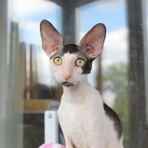 Cornish Rex EZ Boreas