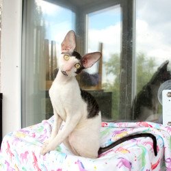 Cornish Rex EZ Boreas