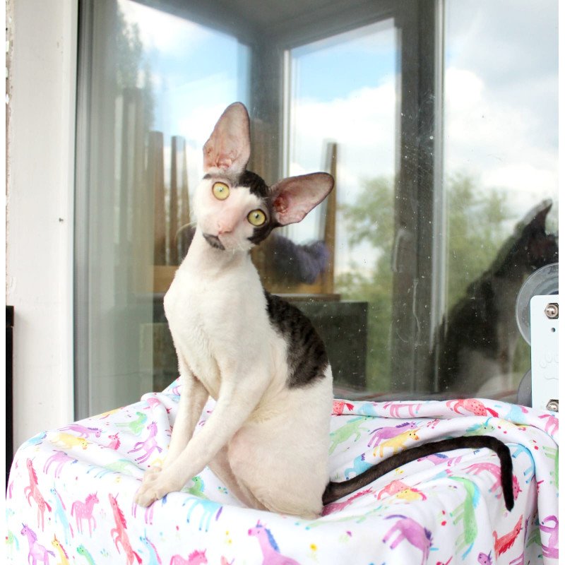 Cornish Rex EZ Boreas