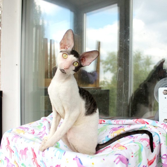 Cornish Rex EZ Boreas