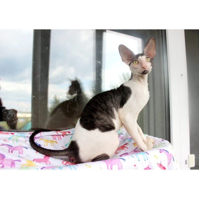 Cornish Rex EZ Boreas
