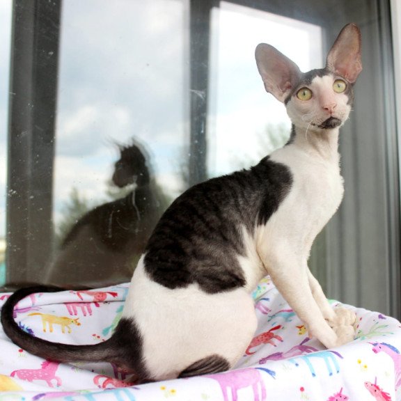 Cornish Rex EZ Boreas