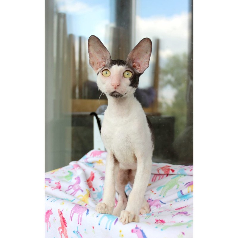 Cornish Rex EZ Boreas