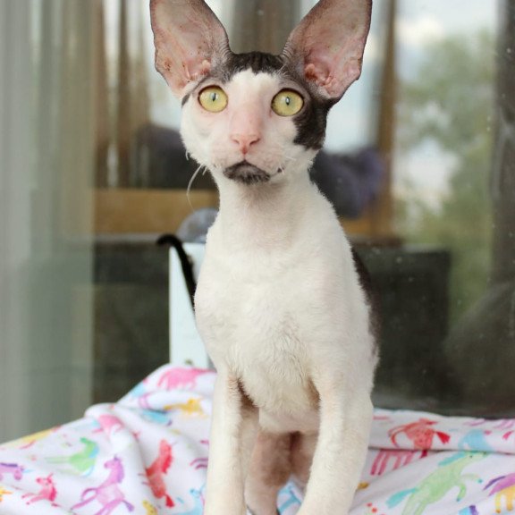 Cornish Rex EZ Boreas
