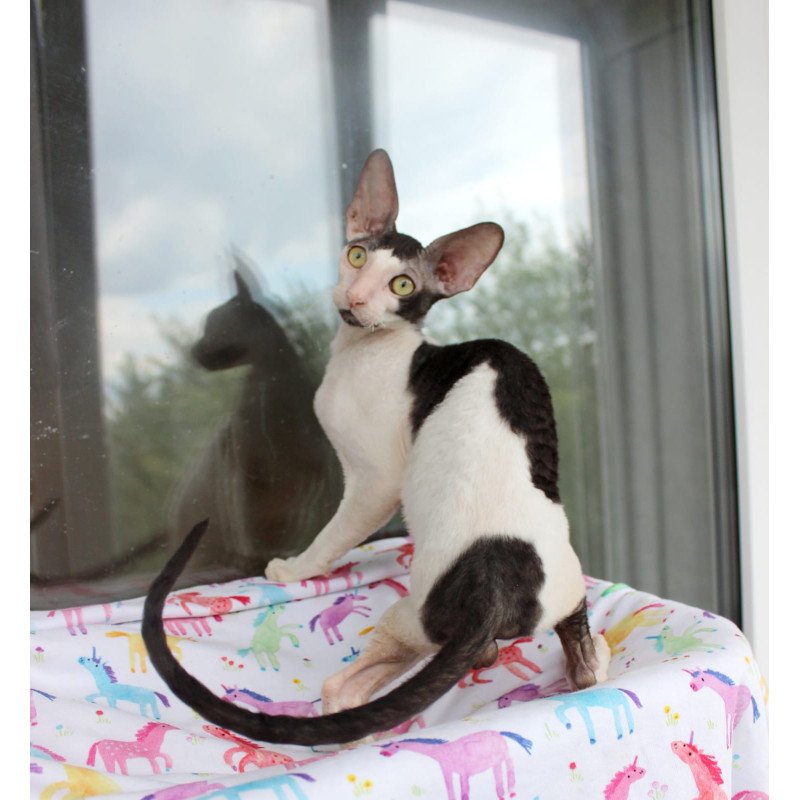 Cornish Rex EZ Boreas