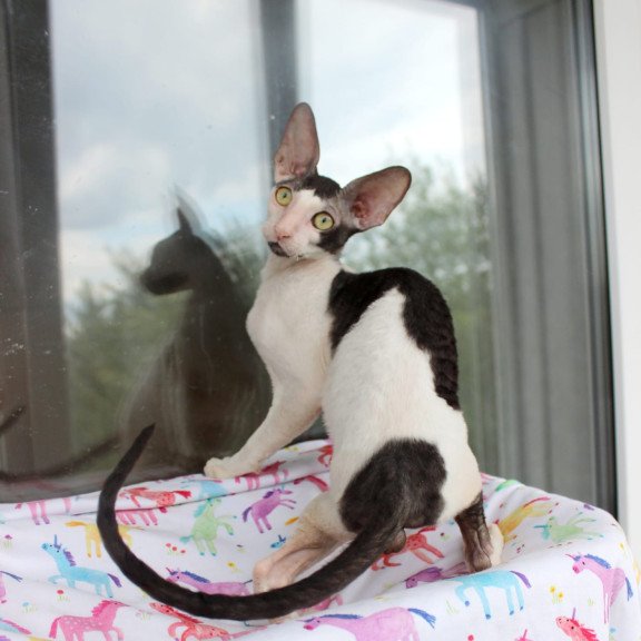 Cornish Rex EZ Boreas