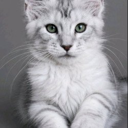Maine Coon EZ Lord