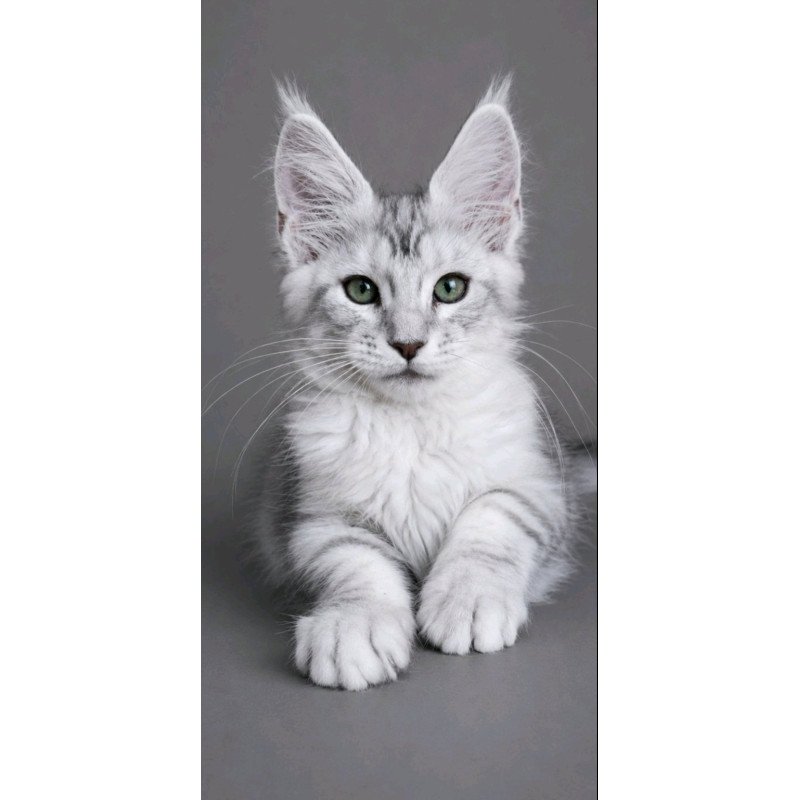 Maine Coon EZ Lord