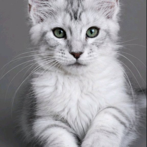 Maine Coon EZ Lord