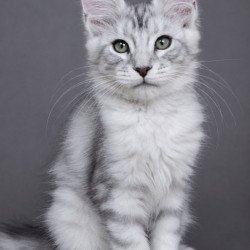 Maine Coon EZ Lord