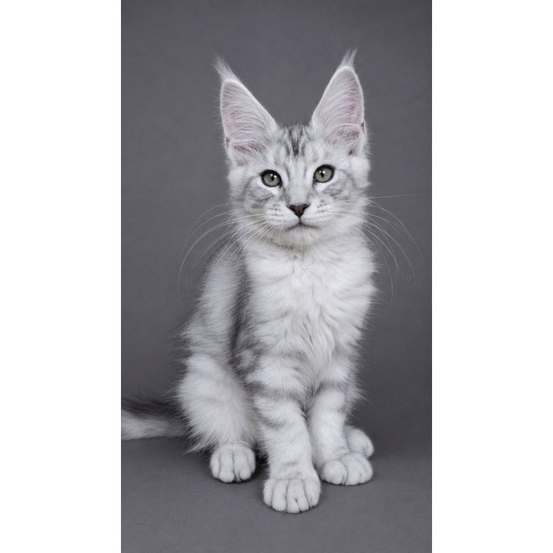 Maine Coon EZ Lord