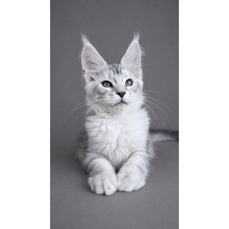 Maine Coon EZ Lord