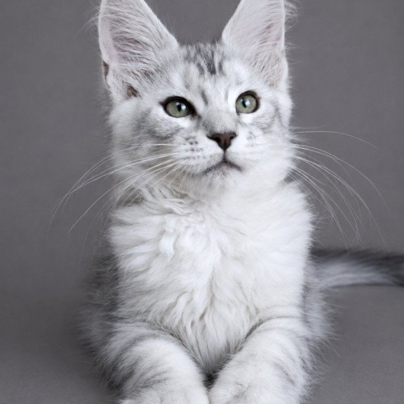 Maine Coon EZ Lord