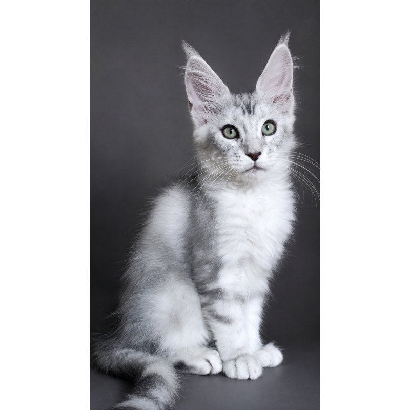 Maine Coon EZ Lord
