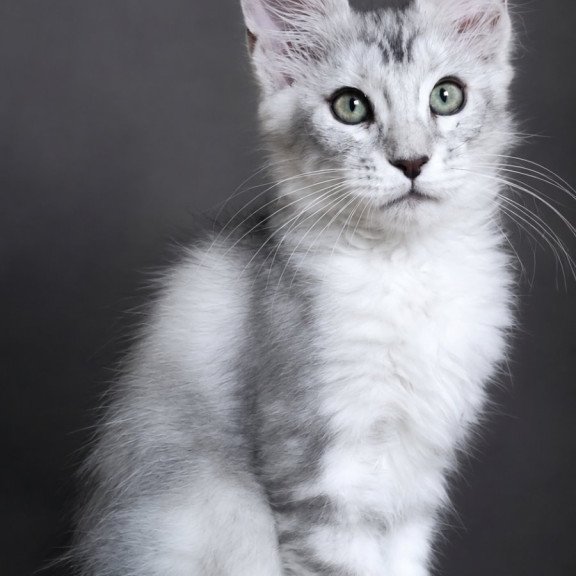 Maine Coon EZ Lord