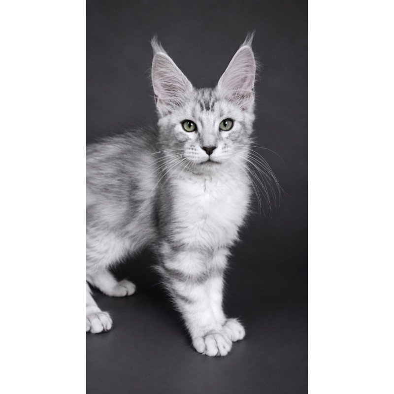 Maine Coon EZ Lord