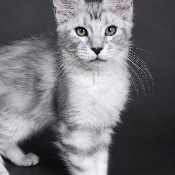 Maine Coon EZ Lord
