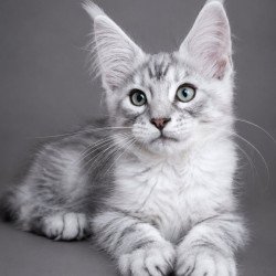 Maine Coon EZ Lux Ashton