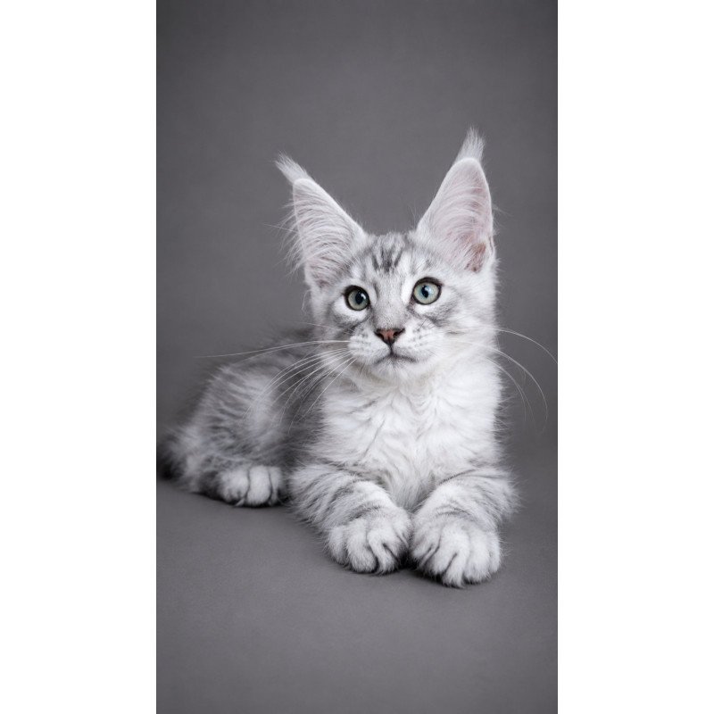 Maine Coon EZ Lux Ashton