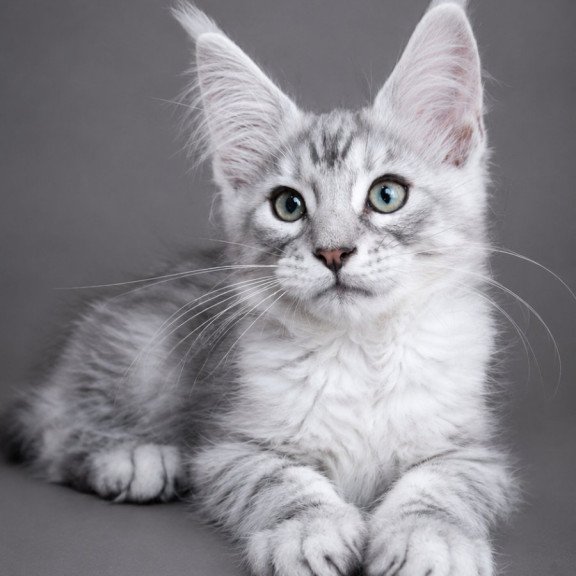 Maine Coon EZ Lux Ashton