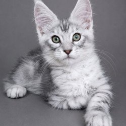 Maine Coon EZ Lux Ashton