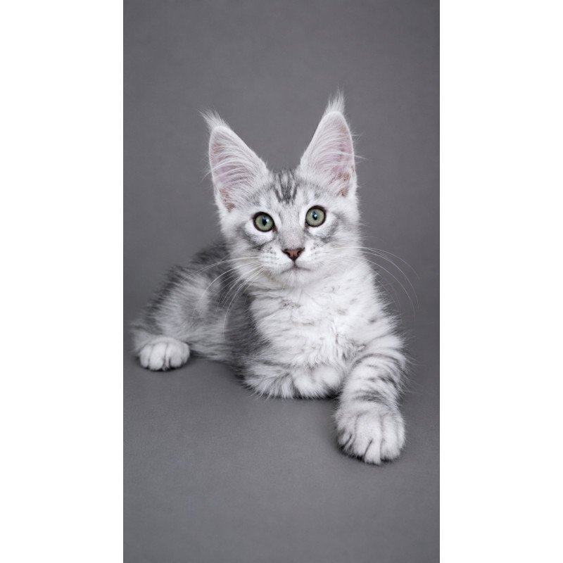 Maine Coon EZ Lux Ashton