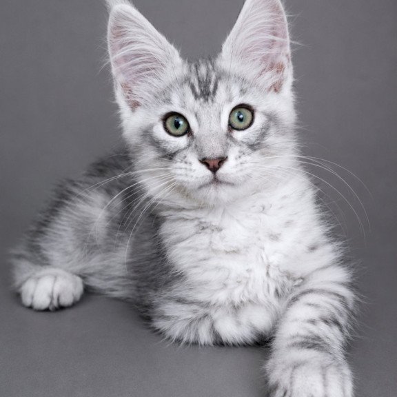 Maine Coon EZ Lux Ashton