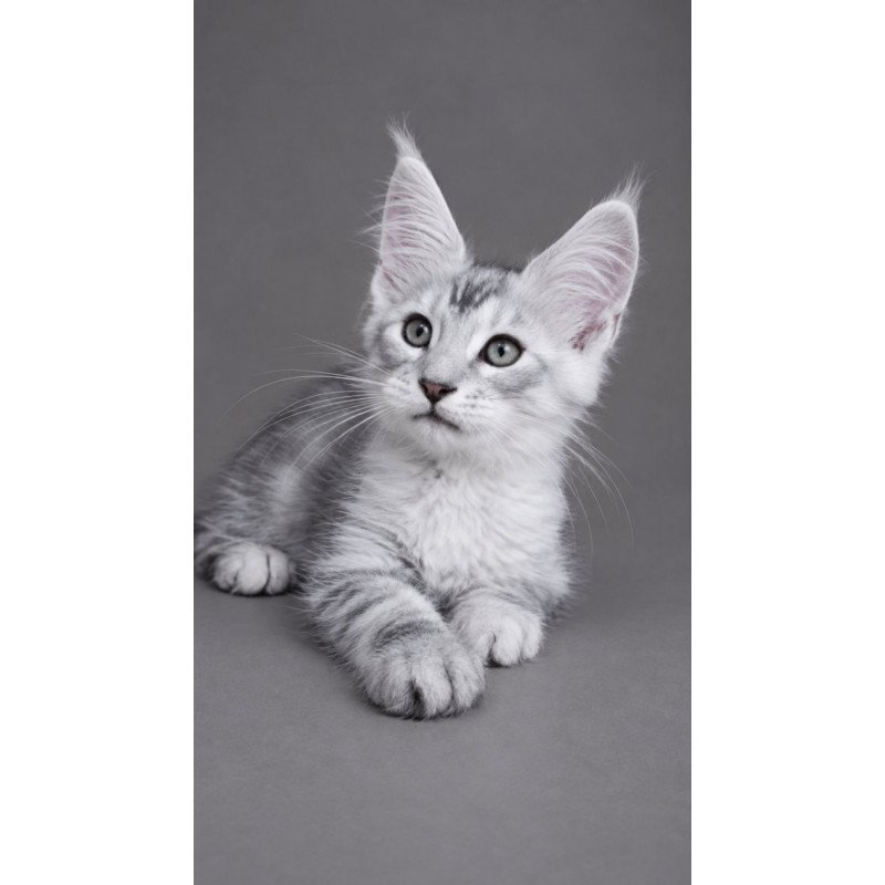 Maine Coon EZ Lux Ashton