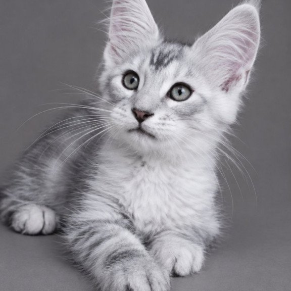 Maine Coon EZ Lux Ashton