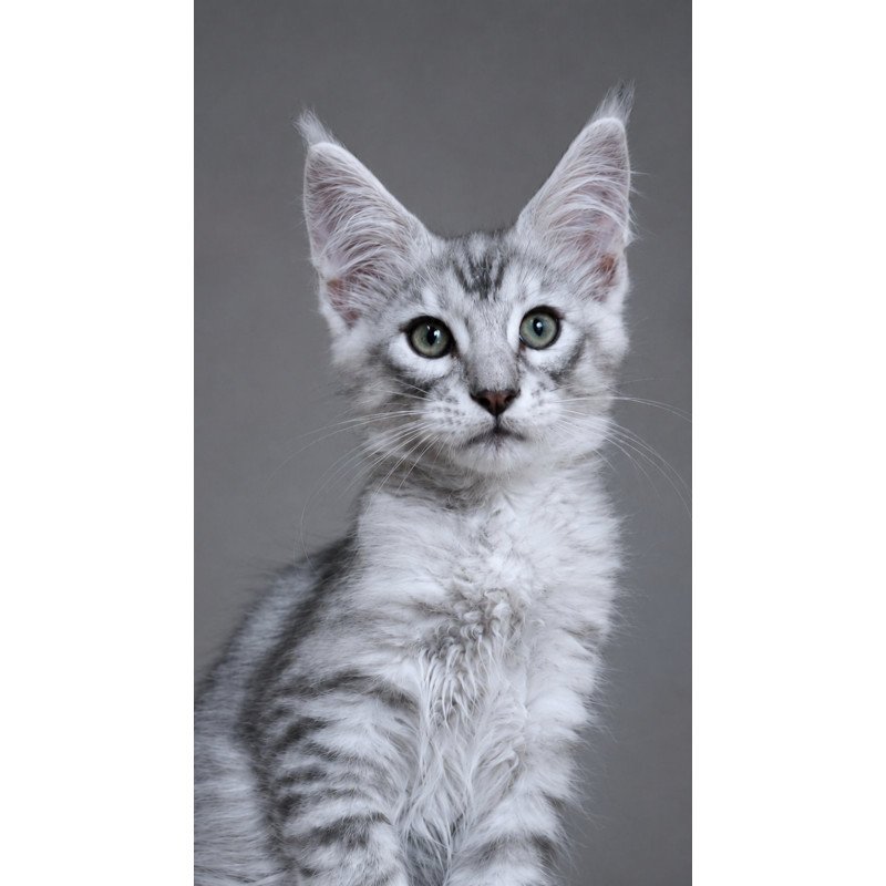 Maine Coon EZ Lux Ashton