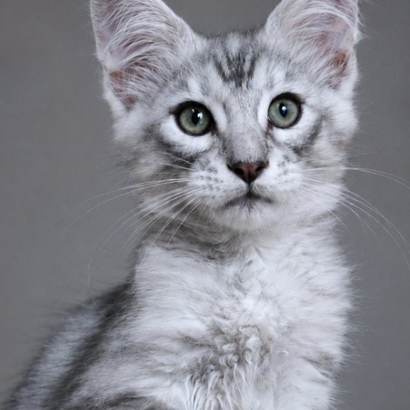 Maine Coon EZ Lux Ashton