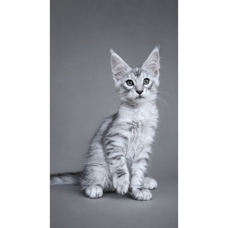 Maine Coon EZ Lux Ashton
