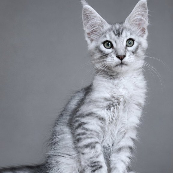 Maine Coon EZ Lux Ashton