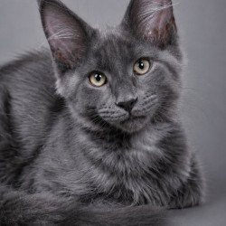 Maine Coon EZ Blue Titan