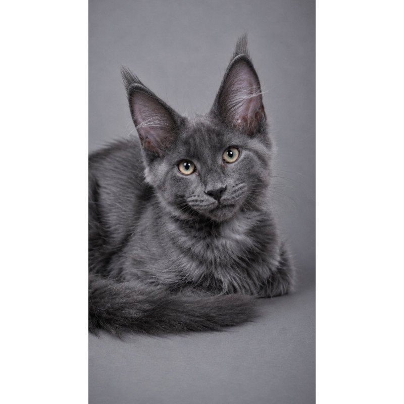 Maine Coon EZ Blue Titan