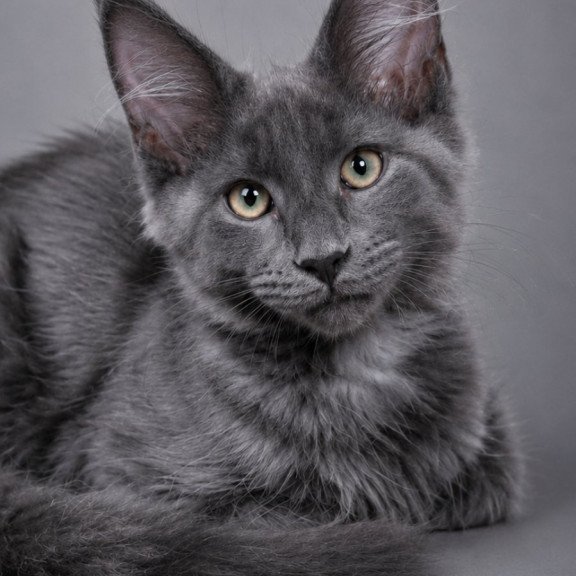 Maine Coon EZ Blue Titan