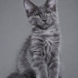 Maine Coon EZ Blue Titan
