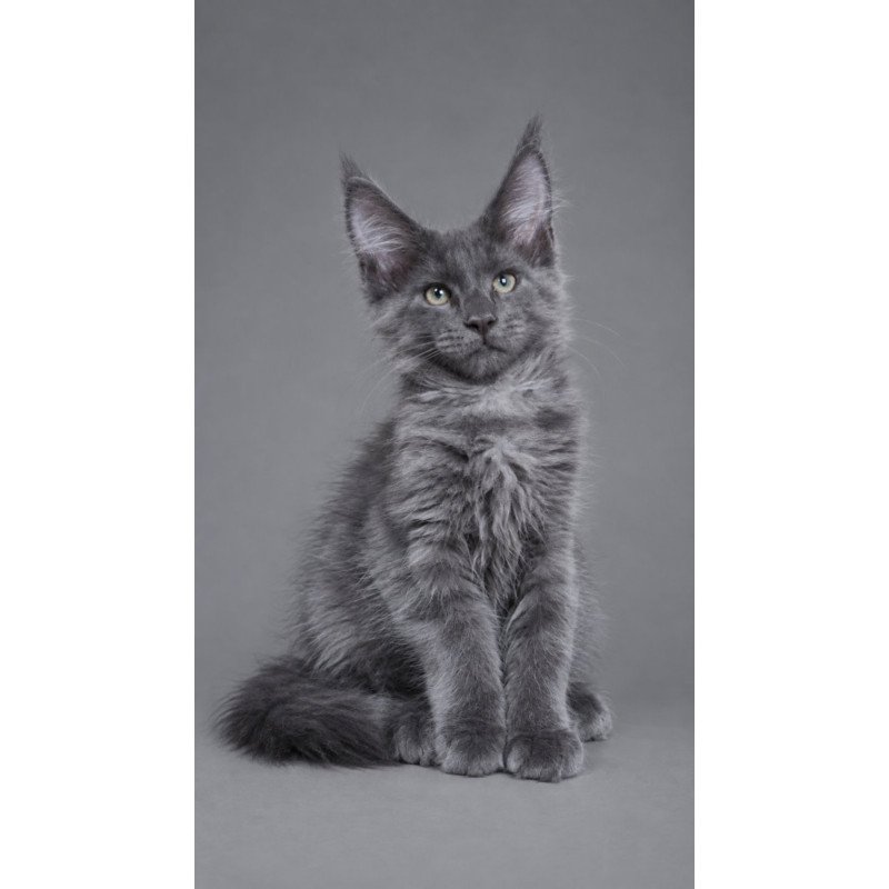 Maine Coon EZ Blue Titan