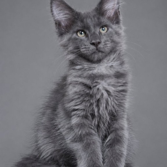 Maine Coon EZ Blue Titan