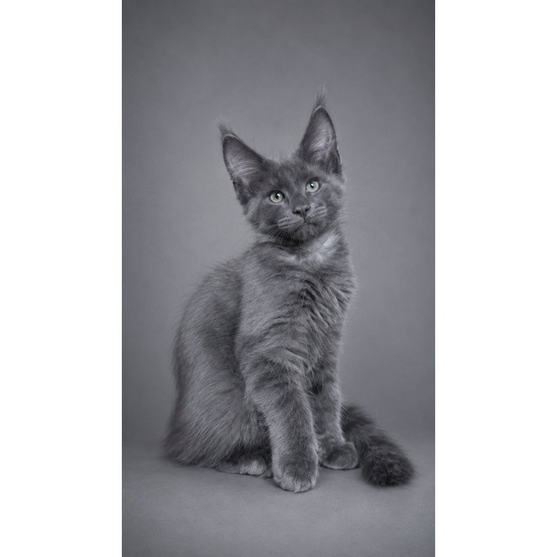 Maine Coon EZ Blue Titan
