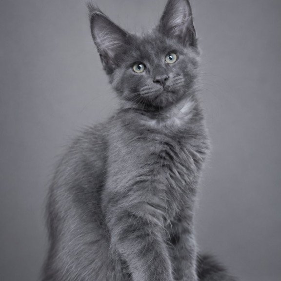 Maine Coon EZ Blue Titan