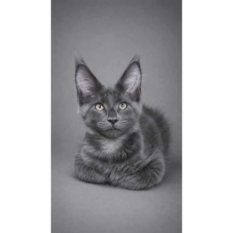 Maine Coon EZ Blue Titan