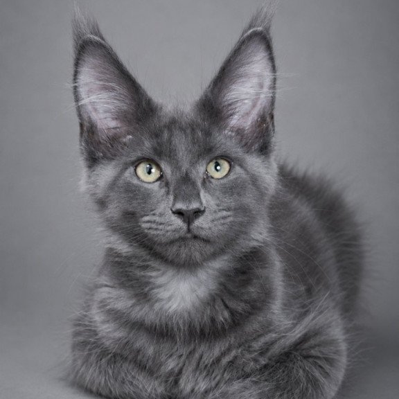 Maine Coon EZ Blue Titan