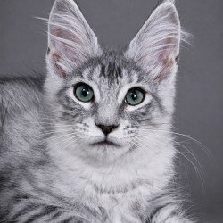 Maine Coon EZ Lily