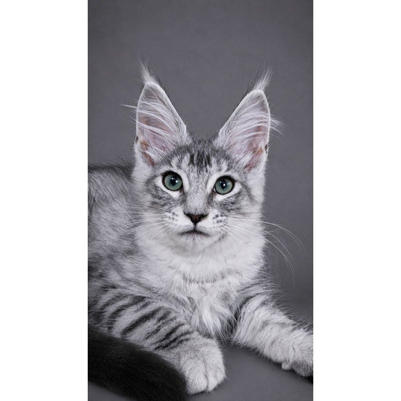 Maine Coon EZ Lily
